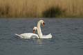 006 Höckerschwan - Paarung (Cygnus olor)